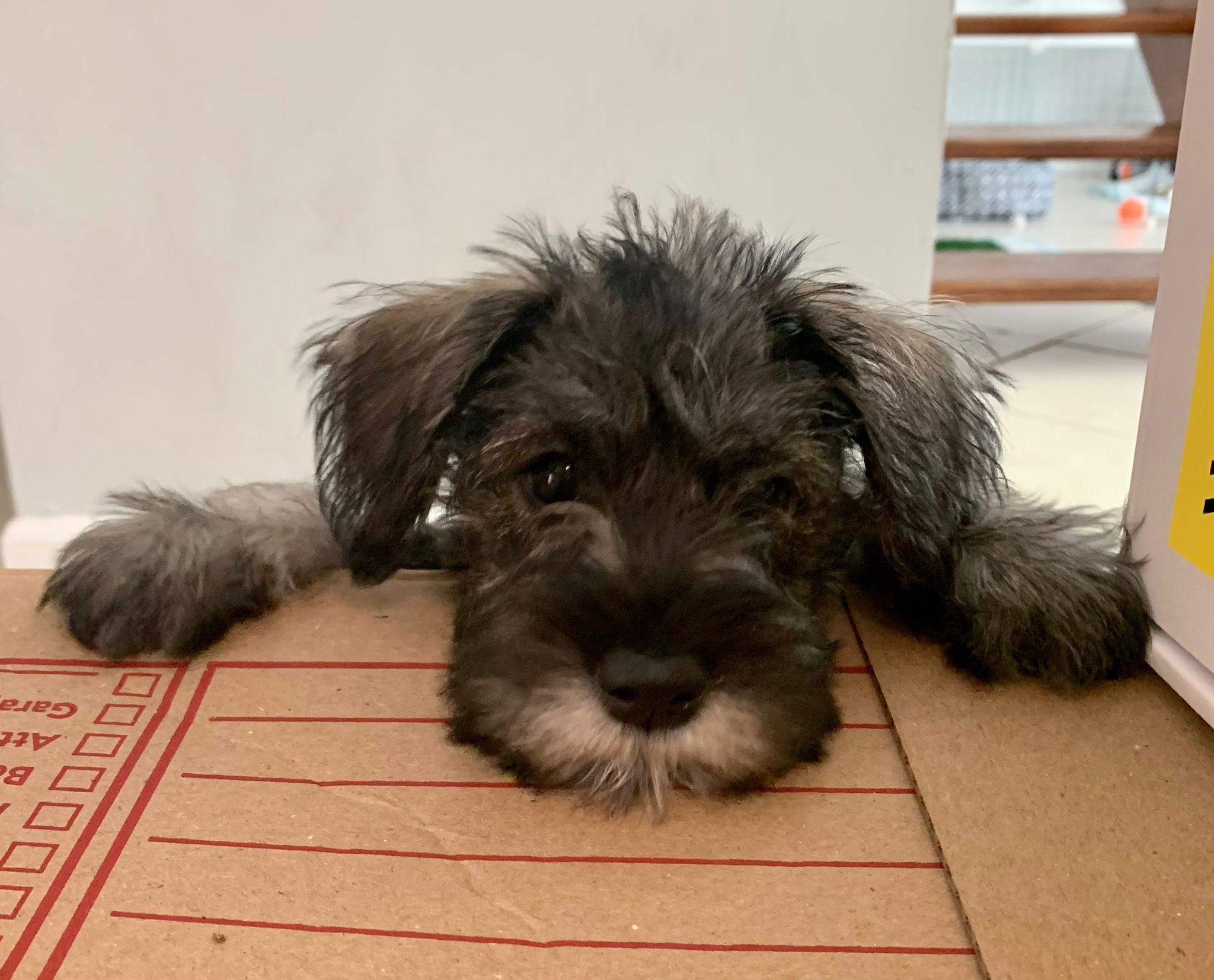 Lulu